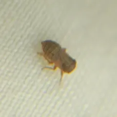 Aphelonema simplex thumbnail 2