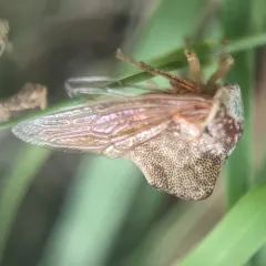 Sycamore Treehopper thumbnail 2