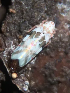 Hymetta balteata thumbnail 2