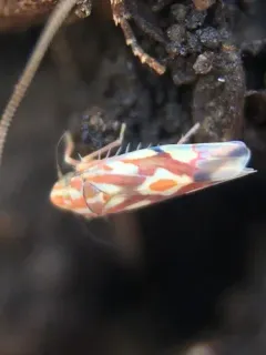 Eratoneura ligata thumbnail 2