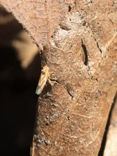 Erythridula aspera thumbnail 2