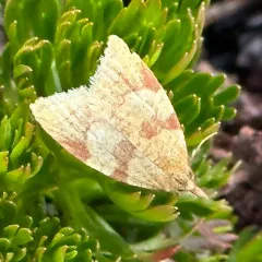Sparganothis senecionana thumbnail 3