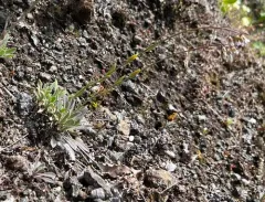 Holboell's Rockcress thumbnail 2