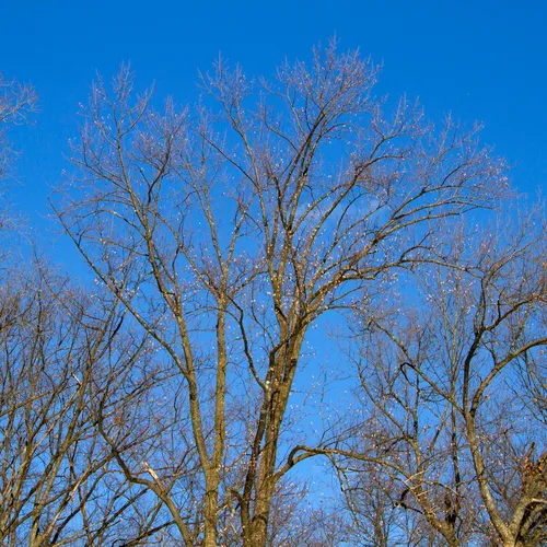 American tuliptree