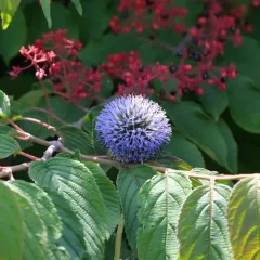 Blue Globe-thistle thumbnail 2