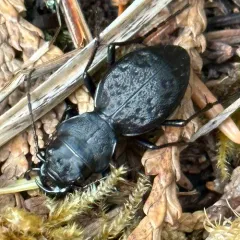 Greater Night-stalking Tiger Beetle thumbnail 4