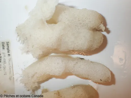 Haliclona urceolus