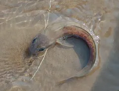 Red Hake thumbnail 3