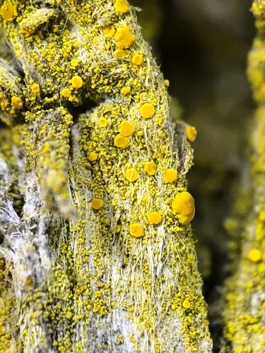 Granular Goldspeck Lichen