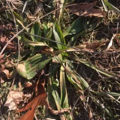 ribwort plantain thumbnail 4