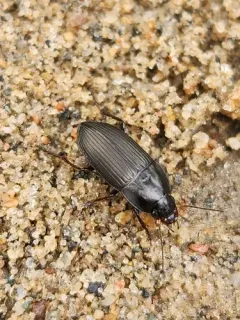 Anisodactylus merula thumbnail 4
