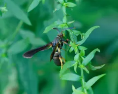 Lesser Grape Root Borer Moth thumbnail 2