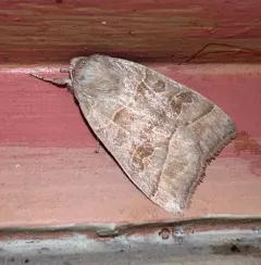 Ipimorpha nanaimo thumbnail 2