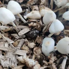 onion-stalk parasol thumbnail 2