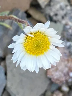 Cutleaf Daisy thumbnail 3