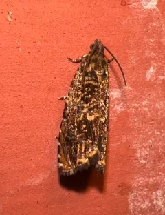 Cherry Bark Tortrix thumbnail 4