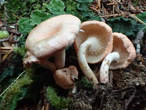 Aphroditeola olida