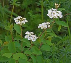Threelobe Spirea thumbnail 2