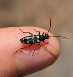 Stenostrophia amabilis thumbnail 4