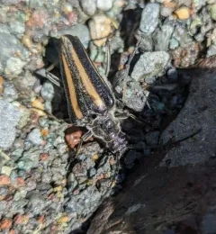 Stenocorus flavolineatus thumbnail 3