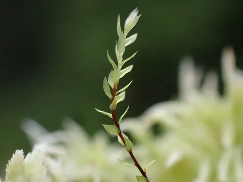 Pohlia sphagnicola