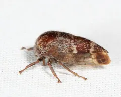 Ophiderma salamandra thumbnail 3