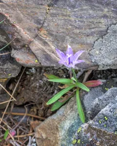 rough harebell thumbnail 3