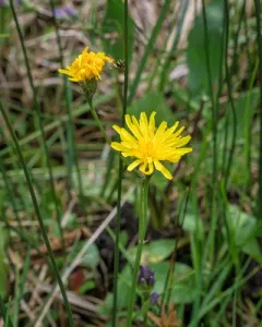 dandelion hawksbeard thumbnail 3