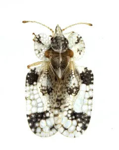 Corythucha mollicula thumbnail 2