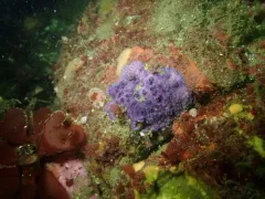 Purple Encrusting Bryozoan thumbnail 3