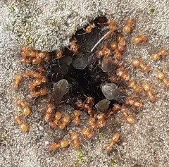 Murphy's Citronella Ant thumbnail 3