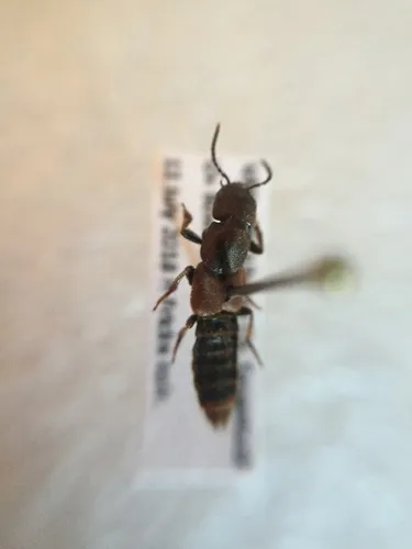 Cinnamon Rove Beetle