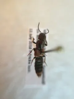 Cinnamon Rove Beetle thumbnail 1