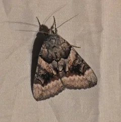 Bay Underwing thumbnail 3