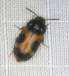 Punctured Hairy Fungus Beetle thumbnail 3