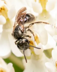 Very Smooth Sweat Bee thumbnail 2