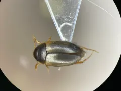 Sanfilippodytes pseudovilis thumbnail 1