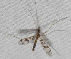 Protanyderus margarita thumbnail 3