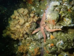 Distaplia smithi thumbnail 3