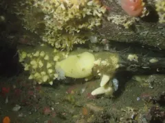 Aggregated Nipple Sponge thumbnail 4