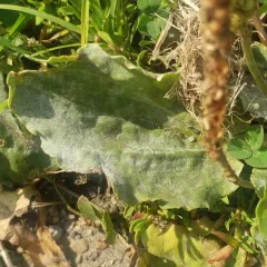 Golovinomyces sordidus thumbnail 4