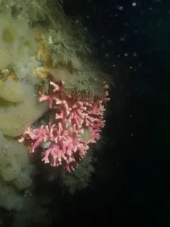 Stylaster venustus thumbnail 1