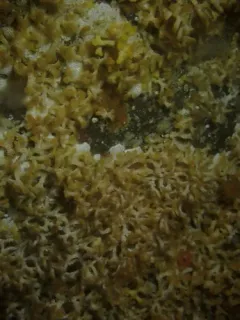 southern staghorn bryozoan thumbnail 2