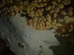 Pacific White Crust thumbnail 2