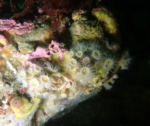 Orange Zoanthid