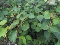 Dwarf Knotweed thumbnail 2