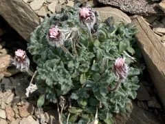 Pale Fleabane thumbnail 3