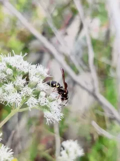 Parancistrocerus vagus thumbnail 3