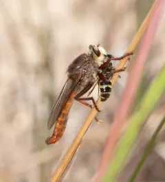 Western Red-tailed Marauder thumbnail 3