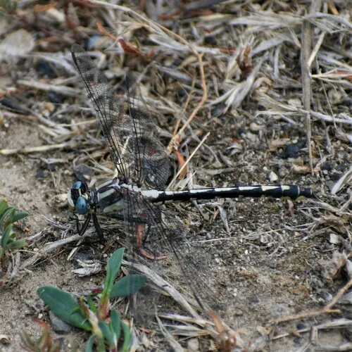 Pacific Clubtail
